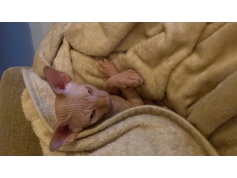 3 aylık erkek kanada sphynx