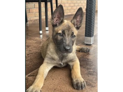 Malinois yavru köpekler