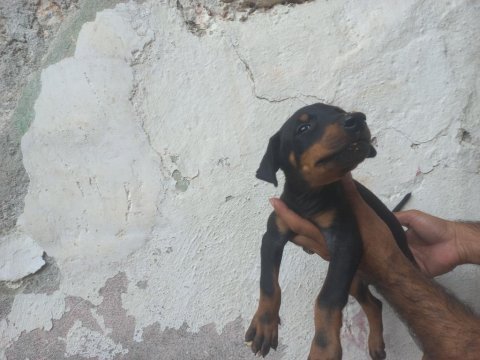 Doberman köpekler