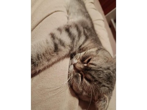 Acil scottish fold kedisi
