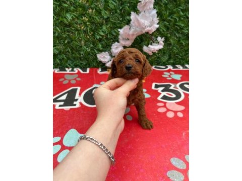 Toy poodle yavru köpeklerimiz