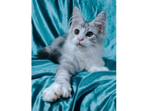 Maine coon polidaktil