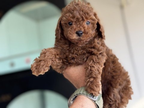 Yasal ruhsatlı çiftlikden toy poodle yavrularımız