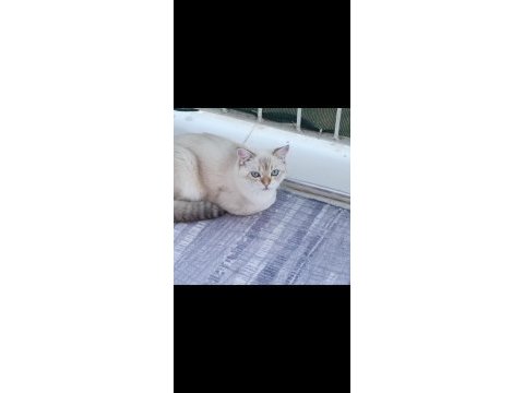 Damızlık erkek scottish fold