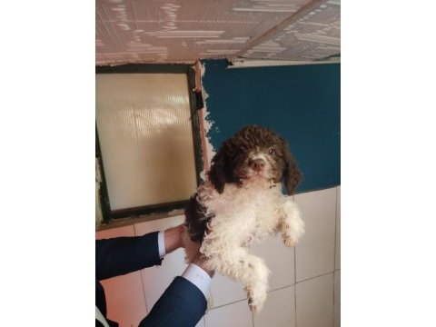 Nadır ırk lagotto romagnolo toy poodle