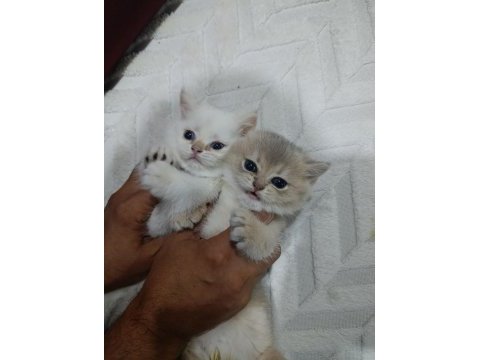 Secereli anne baba safkan british golden bebekler