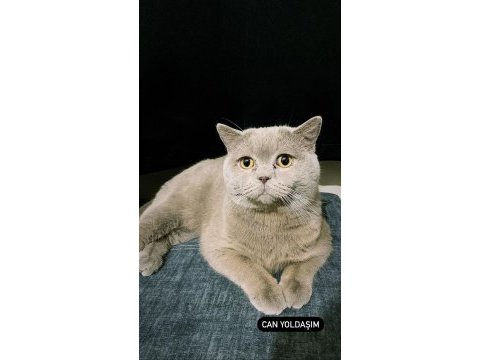 Oğluma bir eş arıyorum british shorthair