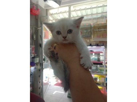 Blue point british shorthair yavrularım
