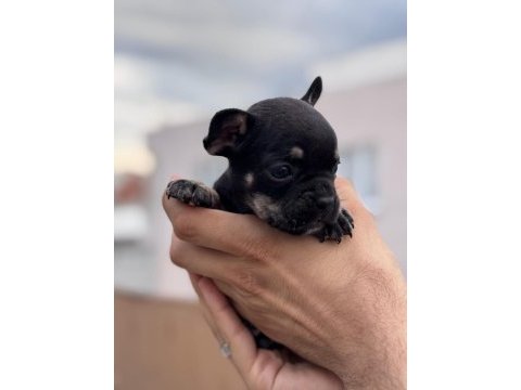 French bulldog yavrularımız ırk garantilidir