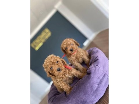 Maltipoo yavrular çeşit çeşit yavrular mağazamıda görün