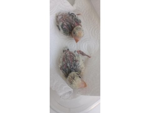 El besleme sevda papağanları