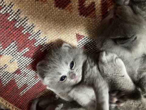 24 mart doğumlu british shorthair kedisi