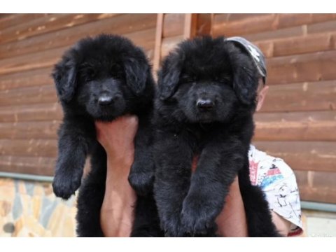 Solid black lekesiz alman kurdu yavrular
