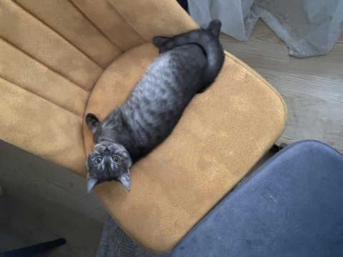 British shorthair silver tabby kızımı sahiplendiriyoruz