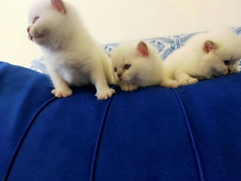 Şecereli anne ve babadan bluepoint mavi göz british yavrular