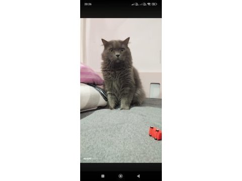 British longhair 4 yaşında