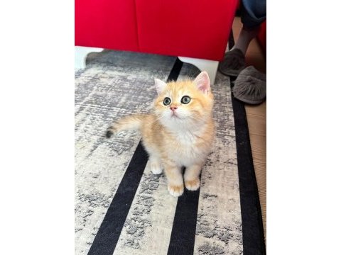 Safkan british shorthair golden ny12 erkek yavru