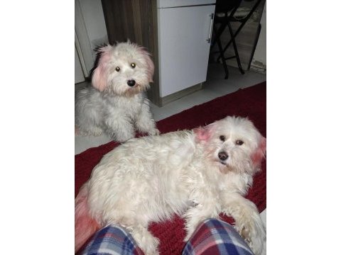 Biri 1 diğeri 8 yaşında maltese terrier