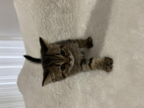 Golden black british shorthair yavru kedimiz