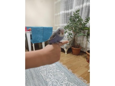 Yeni yeme düşen bebek muhabbet kuşu yavrular