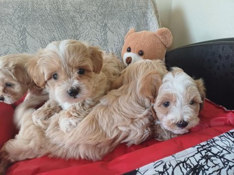 Kore maltipoo bebekler
