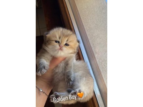 British longhair yavrularımız yeni ailesini bekliyor