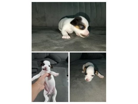 Kısa bacak jack russell yavrular izmir kemalpaşa