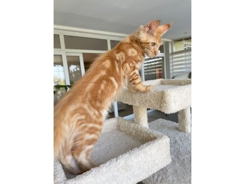 Show class mainecoon yavruları (faturalı) 