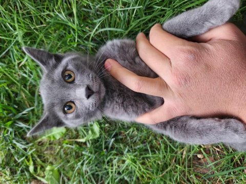 Acil sahiplendirme british shorthair