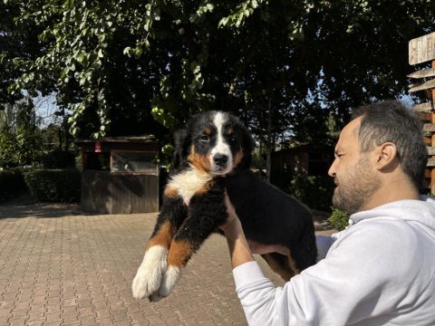 Bernese dağ köpeği yavruları