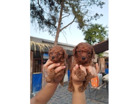 Toy poodle yavrular bir birinden güzel tatlılar