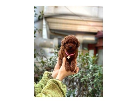 Orijinal toy poodle bebeklerim