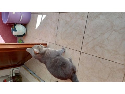 Isparta merkezde british shorthair