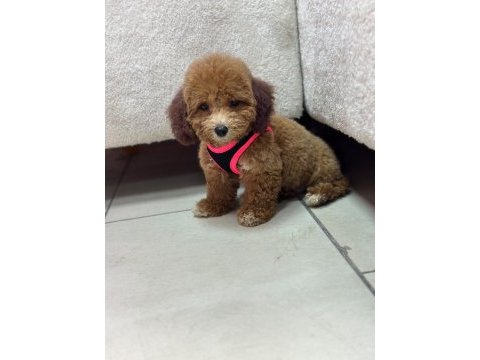 Teacup poodle dişi yavrumuz