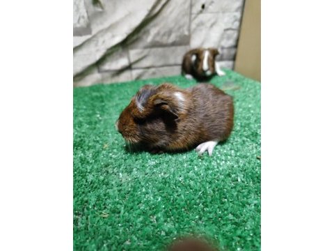 Tatlı guinea pig yavruları istanbul