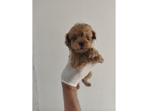 Toy poodle aşılı kilo garantili yavrular