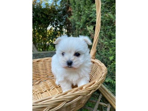 Kar beyaz kore maltese bebek