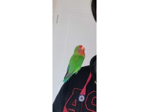 Erkek cennet (sevda) papağanı