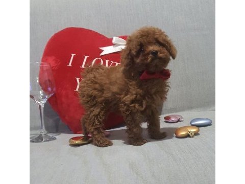 Oyuncak değil gerçek poodle köpekler