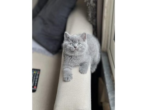 Evinizin neşesi olacak brtish shorthair yavrum