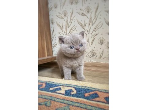 A kalite british shorthair fawn color