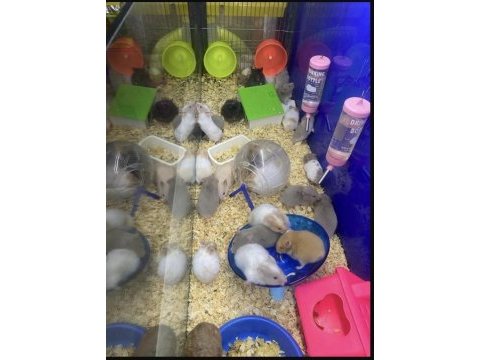 Sevimli hamster ve tüm aksesuarları adrese teslim