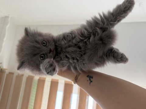 Teslime hazır british shorthair yavrular