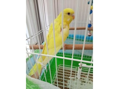 İki çift lutino albino sarı muhabbet kuşu