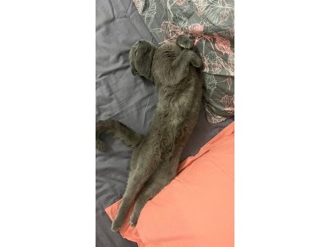 1 yaşında erkek dişi çift kedimiz sahiplendirilecektir
