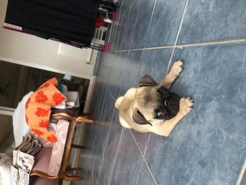 Türünün en hareketlisi pug köpeğimiz