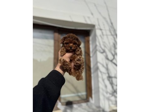 Kore toy poodle yavruları