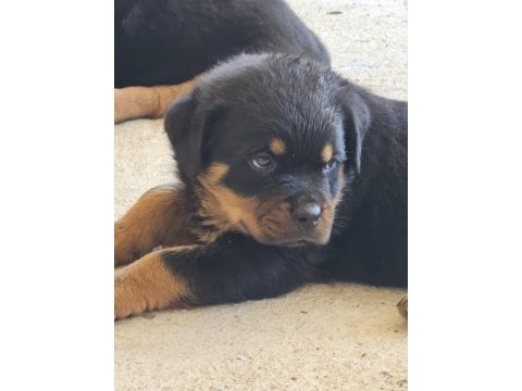 Şecereli ve şeceresiz muhteşem ırk rottweiler