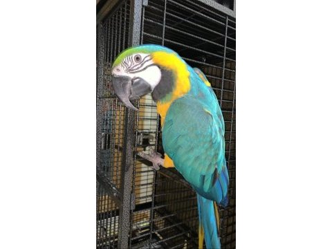 Blue gold macaw evcil