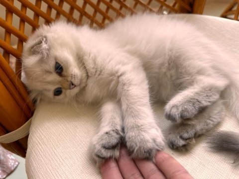 Scottish fold ve british longhair kedisi